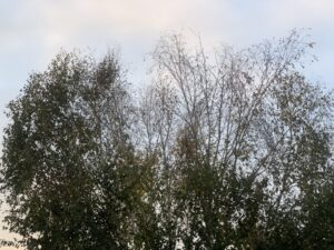 Birch Trees in Edmonds