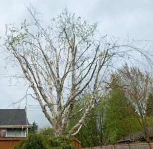 why-is-birch-tree-dying