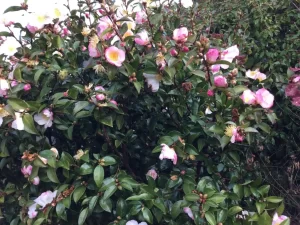 Apple-Blossom-Camellia