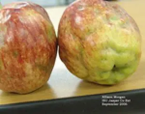 Apple-maggot-dimpling-edmonds