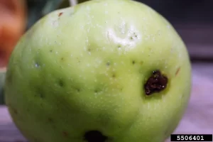 Apple-maggot-holes-edmonds