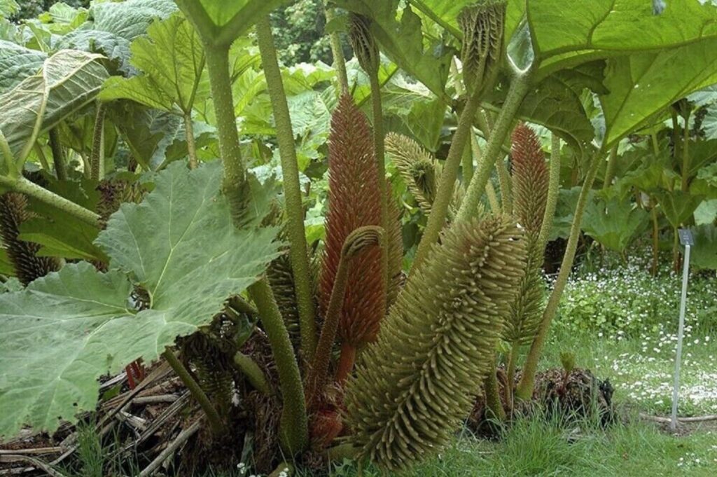 Gunnera-manicata-1