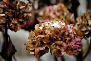 hydrangeas-garden-for-winter-Edmonds