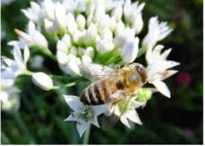 Bees-in-Edmonds