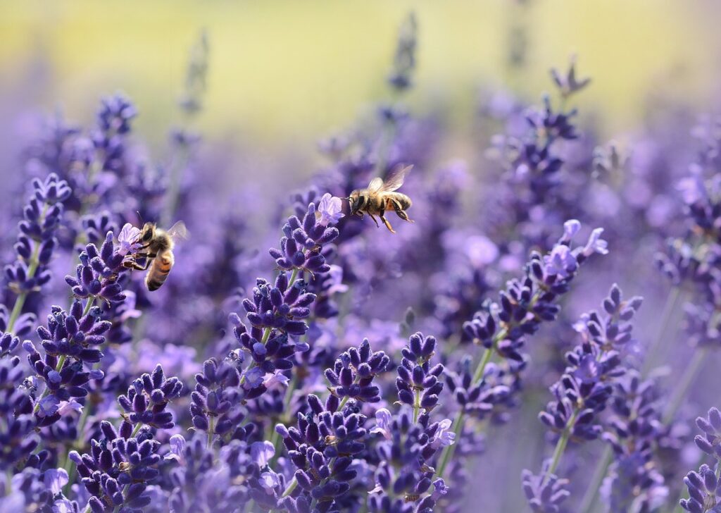 Bees-in-Edmonds-Washington