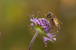 Beneficial-insects-in-Edmonds