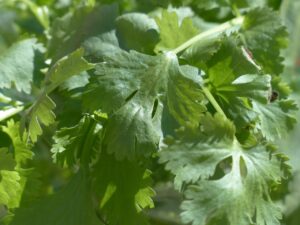 Cilantro-Plants-Attracting-Beneficial-Insects