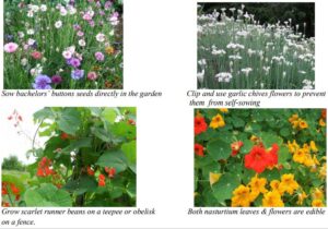 Edible-Flowers-From-Seed-in-Edmonds