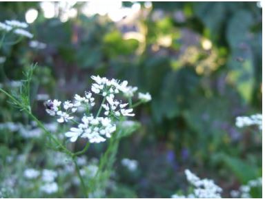 Edible-Flowers-in-Edmonds