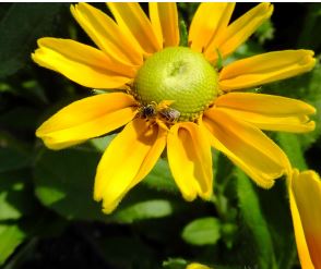 Edmonds-Washington-Bees