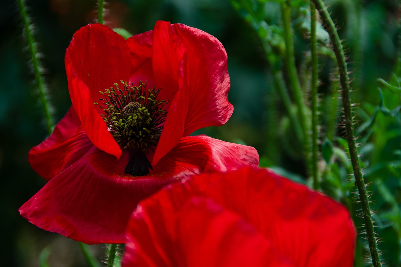 Edmonds Flower Growing Vegetables and Flowers in the Shade - Edmonds in Bloom