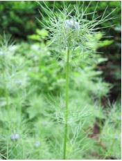 Grow-Heirloom-Flowers-from-Seed-Washington