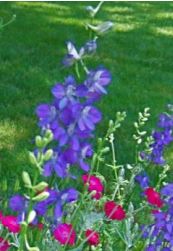 Grow-Heirloom-Flowers-from-Seed-in-Washington