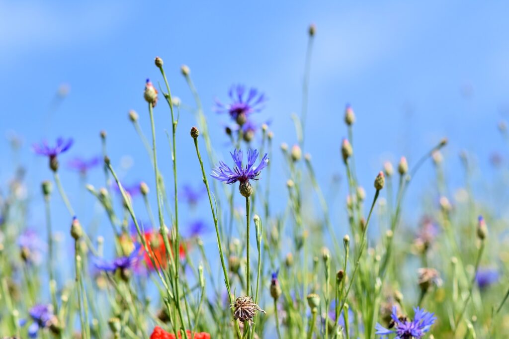 Heirloom-Flowers-in-Edmonds