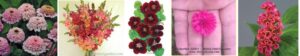 New-Flowers-from-Seed-In-Edmonds-Washington (1)