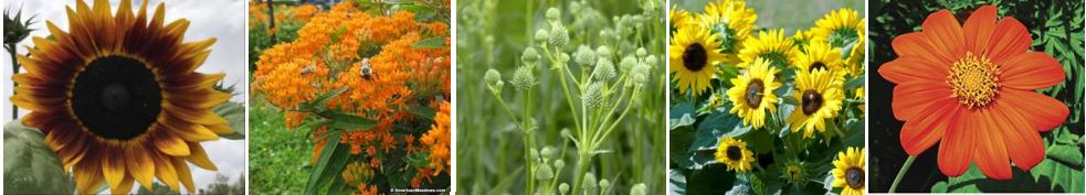 Edmonds Flower New and Interesting Vegetable and Flower Seeds - Edmonds in Bloom