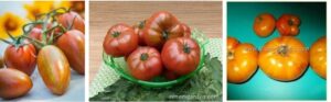 New-Vegetables-and-Flowers-from-Seed-In-Edmonds-Washington