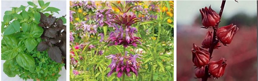 Edmonds Flower New and Interesting Vegetable and Flower Seeds - Edmonds in Bloom