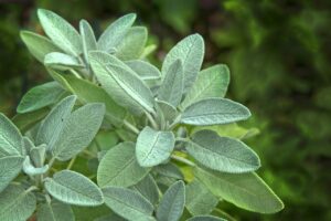 Sage-Attracting-Beneficial-Insects