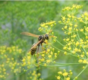 Wasps-in-Edmonds