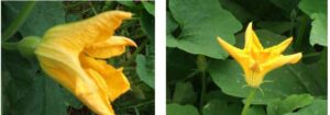 growing-squash-in-edmonds