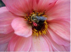 honey-bees-in-edmonds