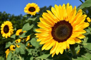 sunflower-attracting-beneficial-insects