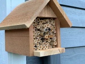 Bee-houses-in-Edmonds