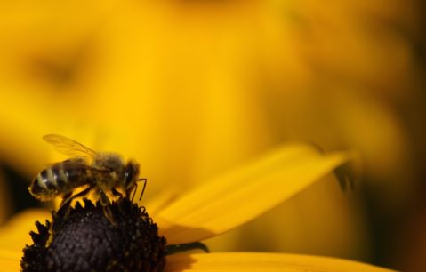 Mason-Bee-IN-Washington-6