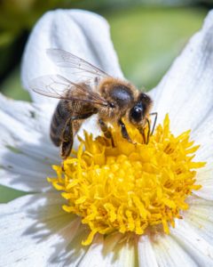 Mason-Bee-in-Washingtonjpg