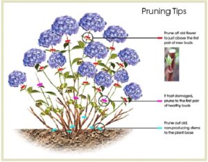 Pruning-Hydrangeas-in-Edmonds-WA