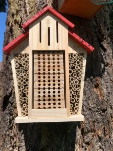 Where-to-get-mason-bees-rotated