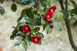 camellia-flower-Edmonds