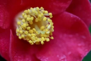 camellia-flower-in-Edmonds