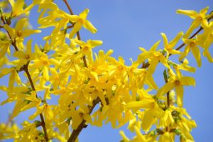 forsythia-pruning-spring-shrubs-in-Edmonds
