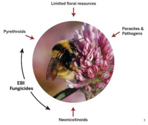 Bee-Decline-in-Washington-State