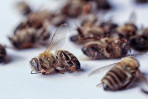 Decline-of-bees-Edmonds-pesticides