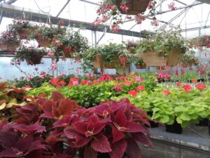 Edmonds-Community-College-Horticulture-Greenhouse