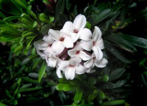 Winter-Flowers-in-Edmonds