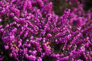 washington-winter-gardening