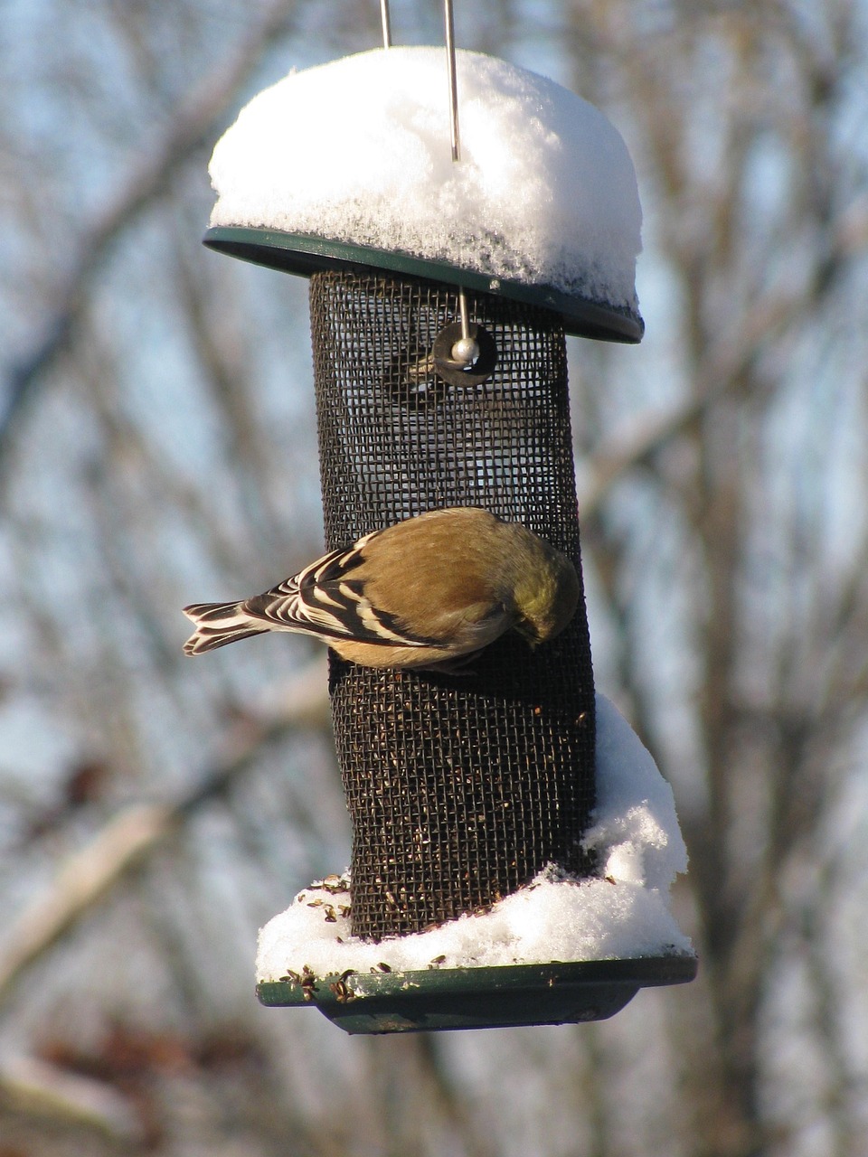 winter-birds-in-Edmonds