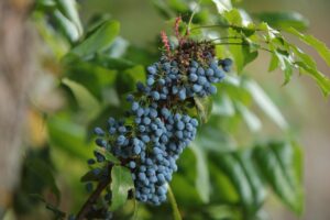 winter-gardening-Washington