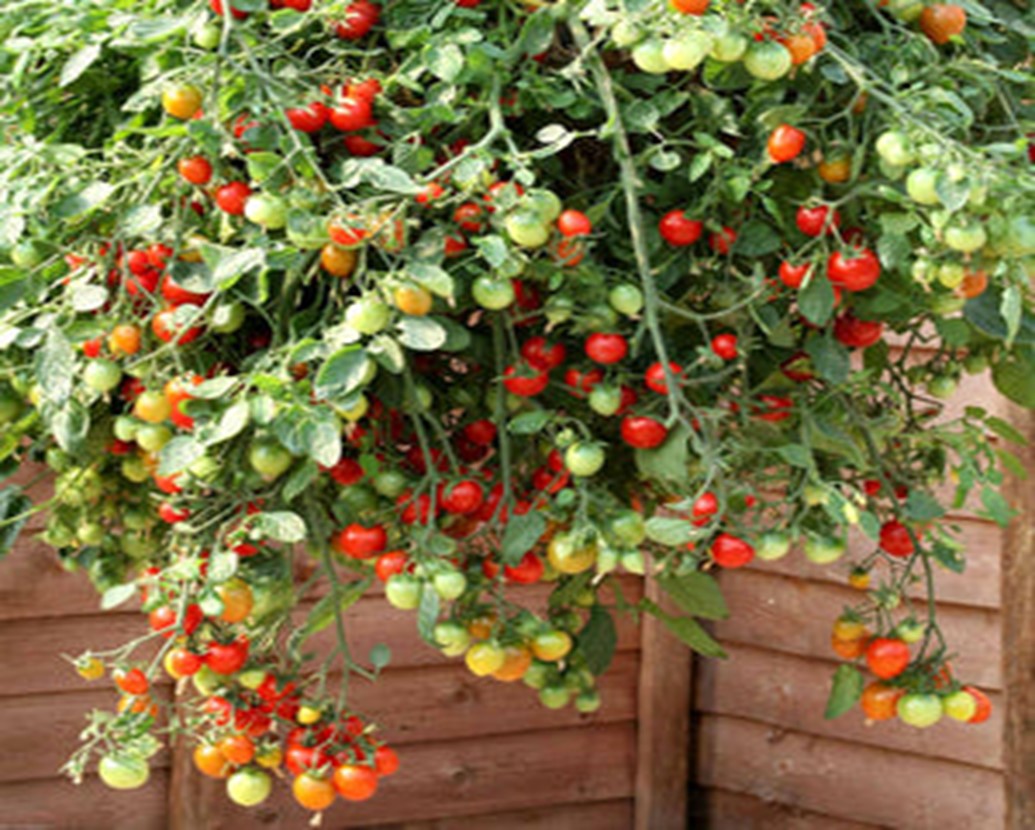 Edmonds-hanging-flower-baskets