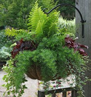 Flower-Baskets-in-Edmonds