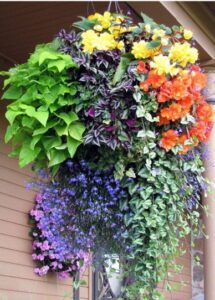 Hanging-Baskets-in-Edmonds