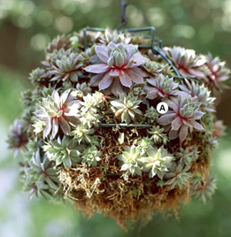 Hanging-Flower-Baskets-Edmonds