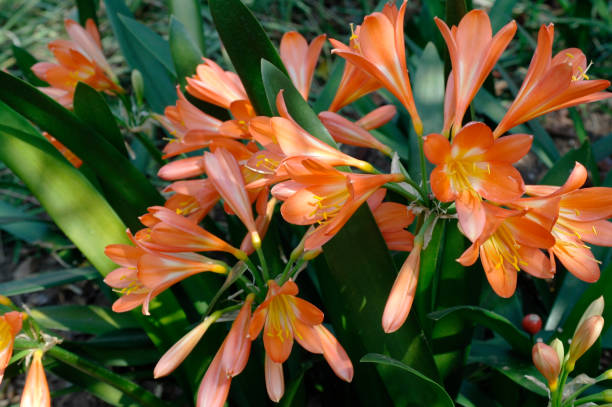 Flowering clivias in a South African garden in spring