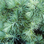 Deodar Cedar