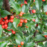 Holly Berries