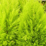 Lemon Cypress